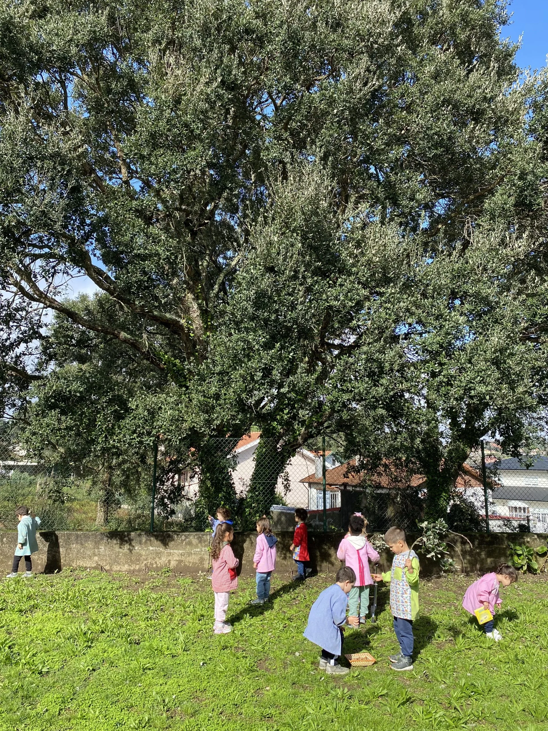 1º Recolha de materiais do nosso sobreiro